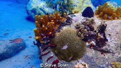 School of Brown Chromis at Anse Cochon Reef in St. Lucia.... by Steve Dolan 